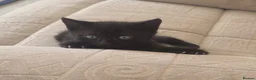Mixed Breed cats for sale: Black kittens - Advert 4