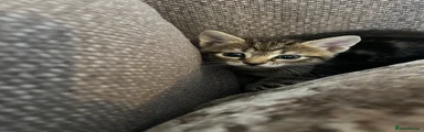 Tabby 