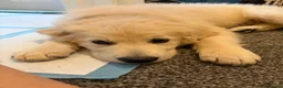 Golden Shepherd dogs for sale: LOKI - Golden Shepherd puppy. Reluctant sale in Market Harborough - Advert 4