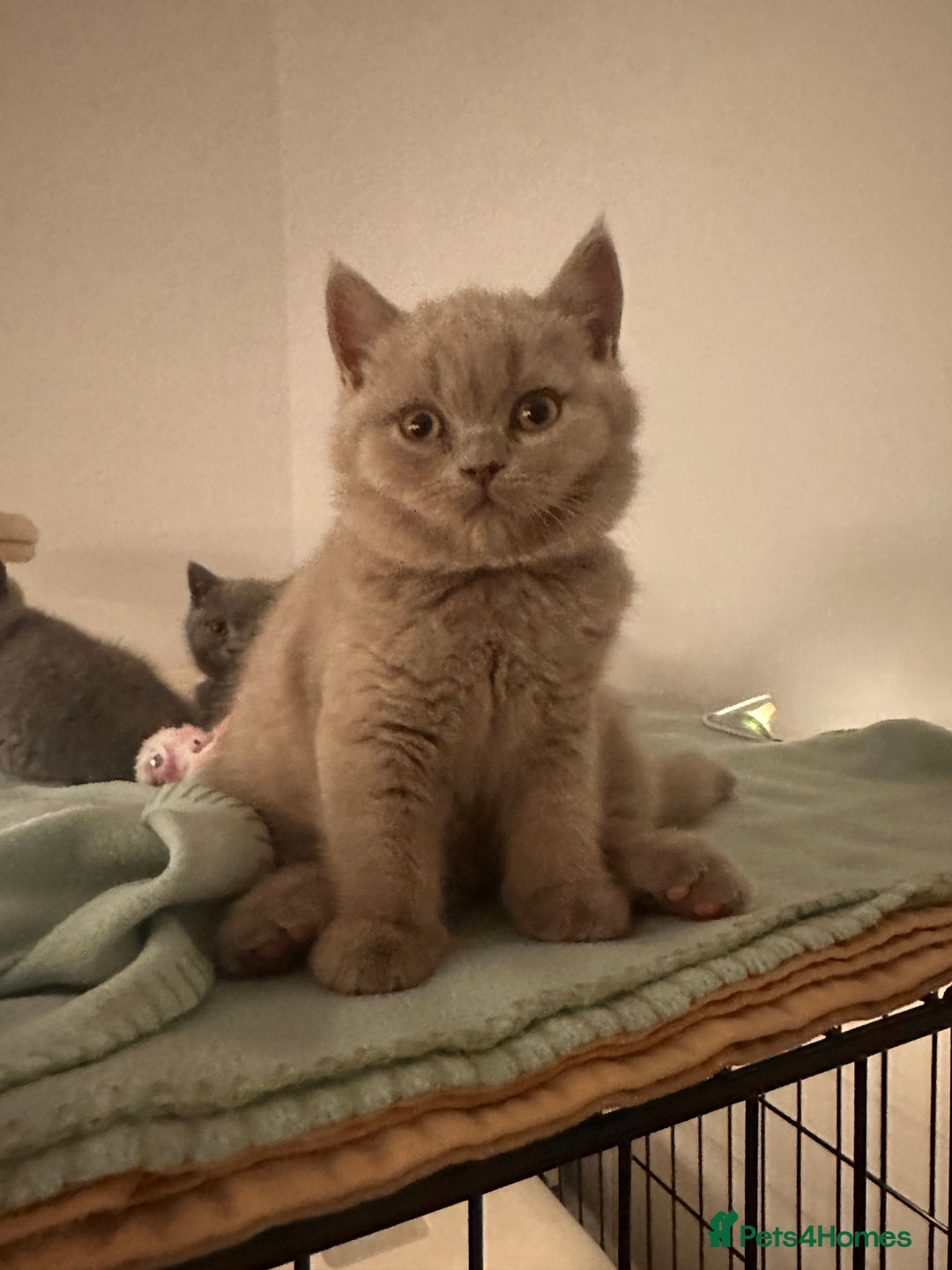 British Shorthair cats for sale: 2 lilac British shorthair boys 🐻💙🐻 - Image 12