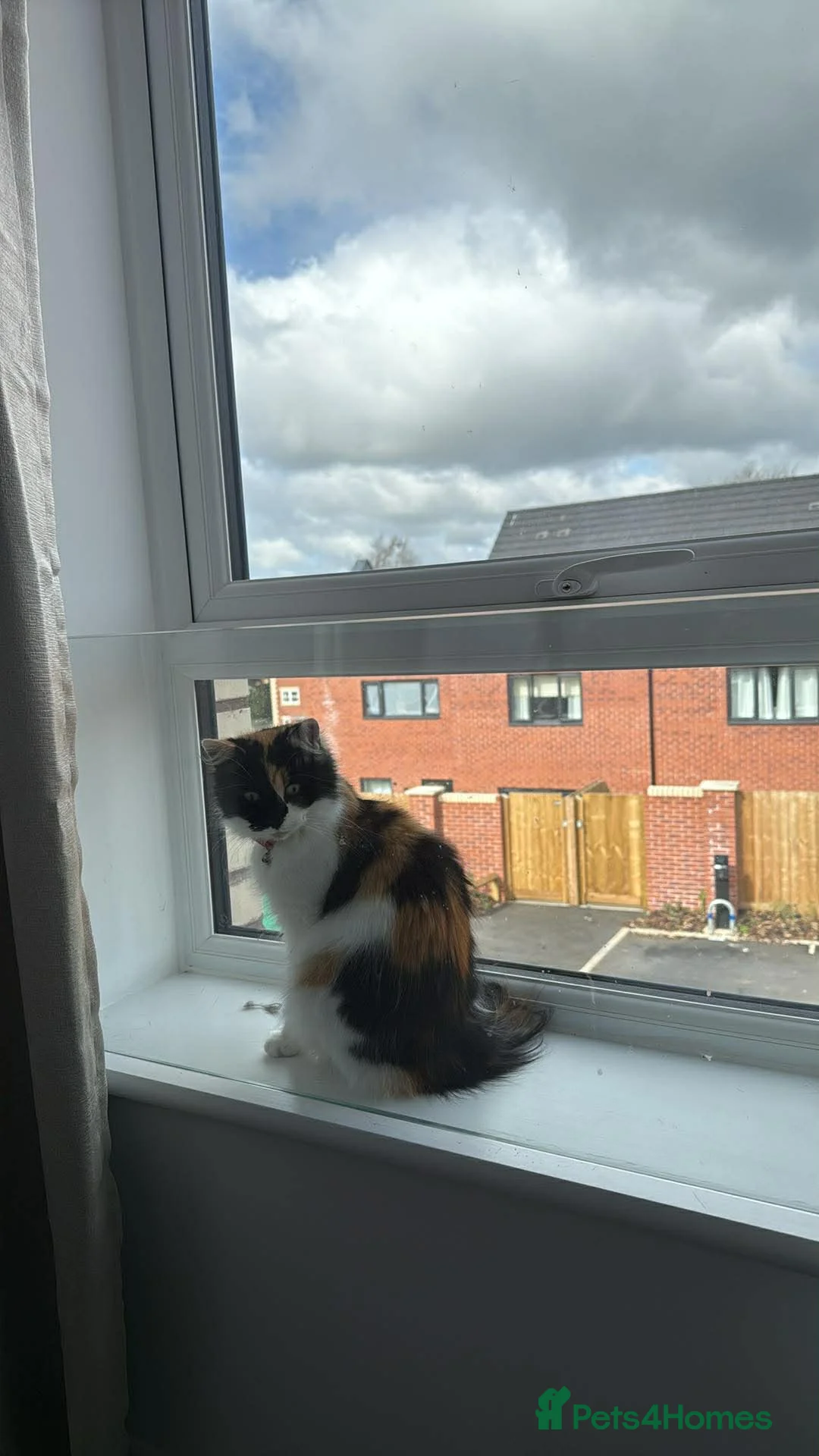 Mixed Breed cats for sale: Sandy and angel  - Advert 4