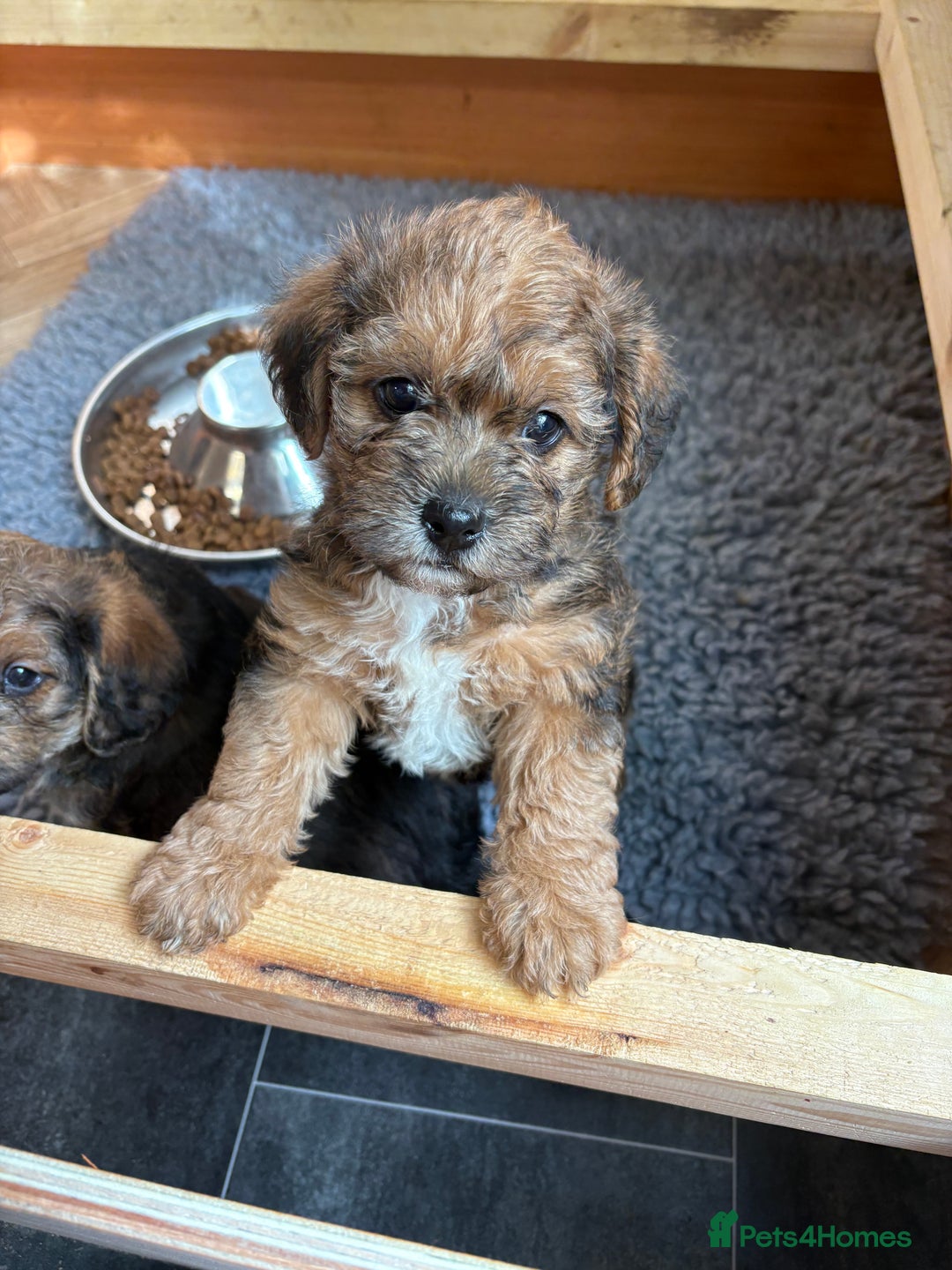 Mixed Breed dogs for sale: Boarder terrier cross Toy poodle - Image 6
