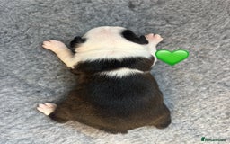 Boston Terrier dogs for sale: Beautiful Boston Terrier Puppies  - Image 11