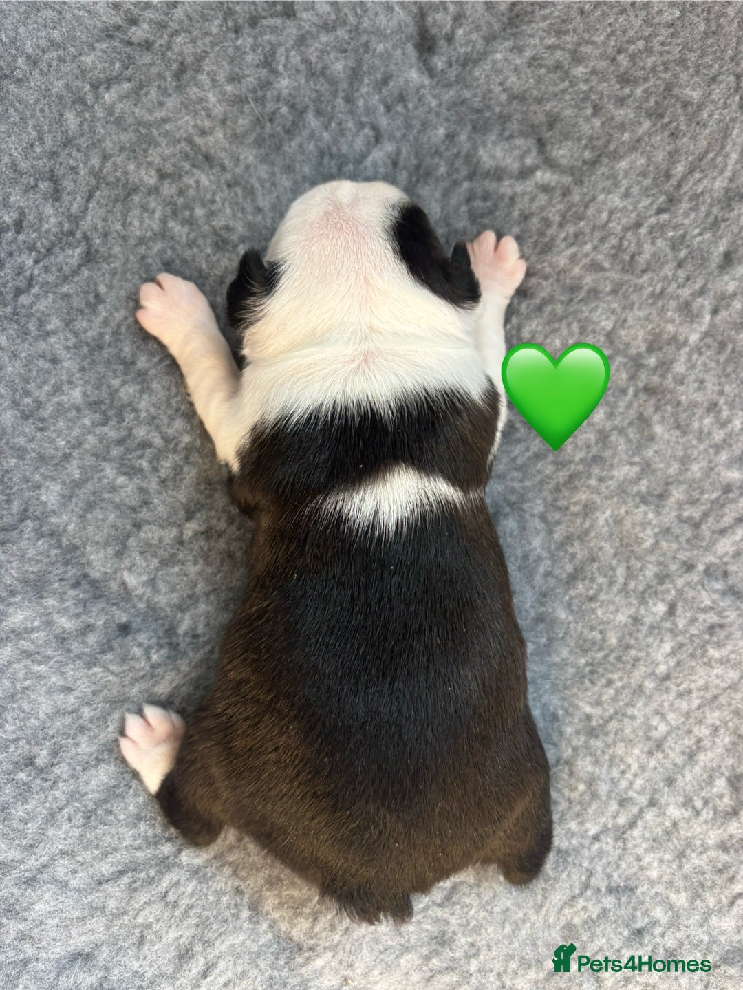 Boston Terrier dogs for sale: Beautiful Boston Terrier Puppies  - Image 11