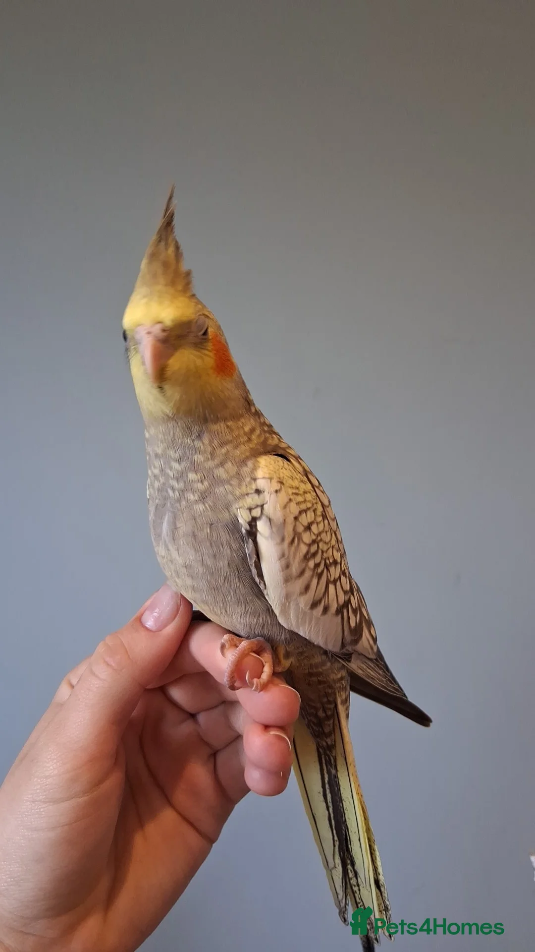 Cockatiels birds for sale: Baby cockatiel  in Bedford - Advert 2