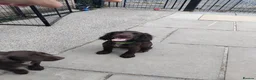 Cocker Spaniel dogs for sale: Cocker spaniel pups - Advert 12
