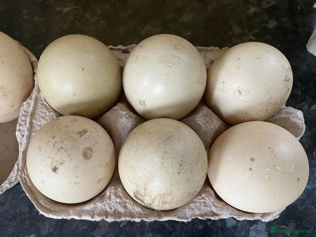 Ducks poultry for sale: Muscovy Duck hatching eggs in Nottingham - Advert 1