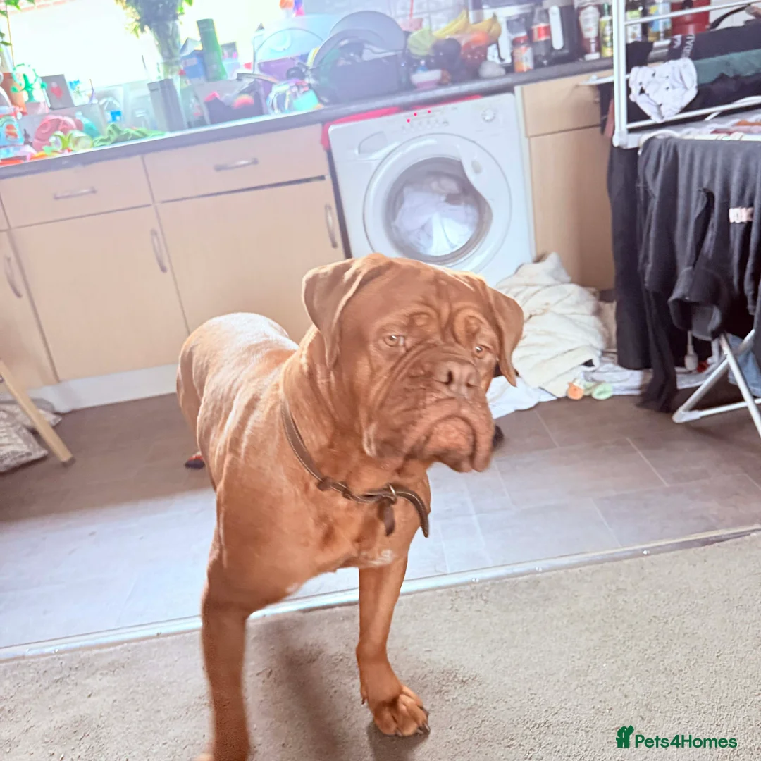 Dogue De Bordeaux dogs for sale: Dogue de Bordeaux - Advert 1