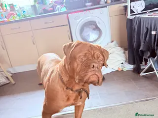 Dogue De Bordeaux dogs Dogue de Bordeaux - Advert 3