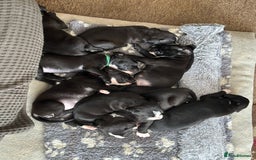 Mixed Breed dogs for sale: Litter of 7 beautiful puppies - Image 3