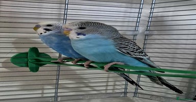 Budgerigars birds - Advert 8