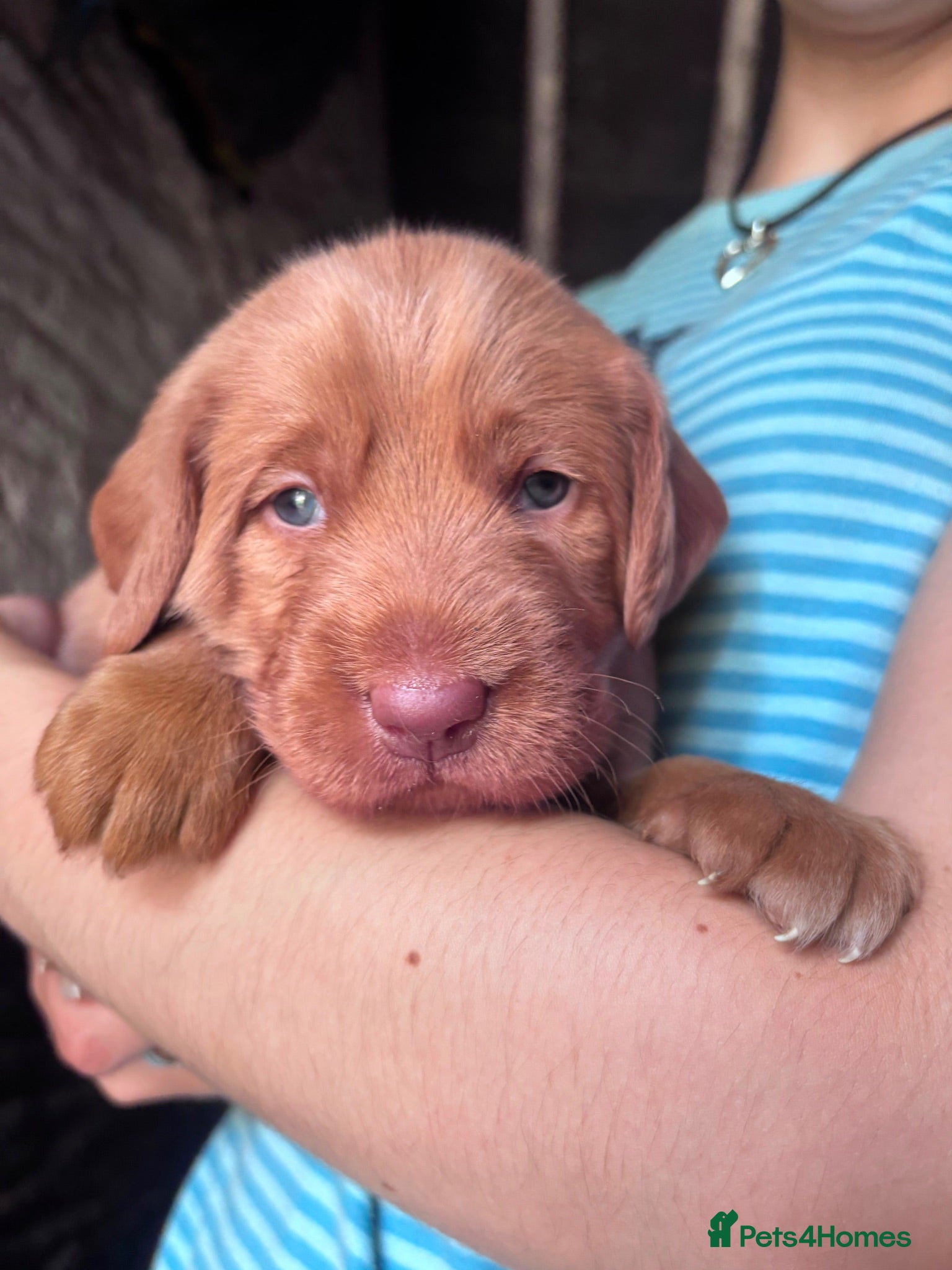 Australian Labradoodle dogs Australian Labradoodle Puppies - Advert 3