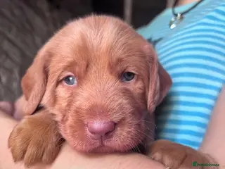 Australian Labradoodle dogs Australian Labradoodle Puppies - Advert 5