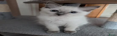 Ragdoll 5
