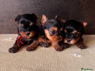 Yorkshire Terrier dogs ❣️Miniature Yorkshire Terriers – 4 Boys ❣️❣️ - Advert 6