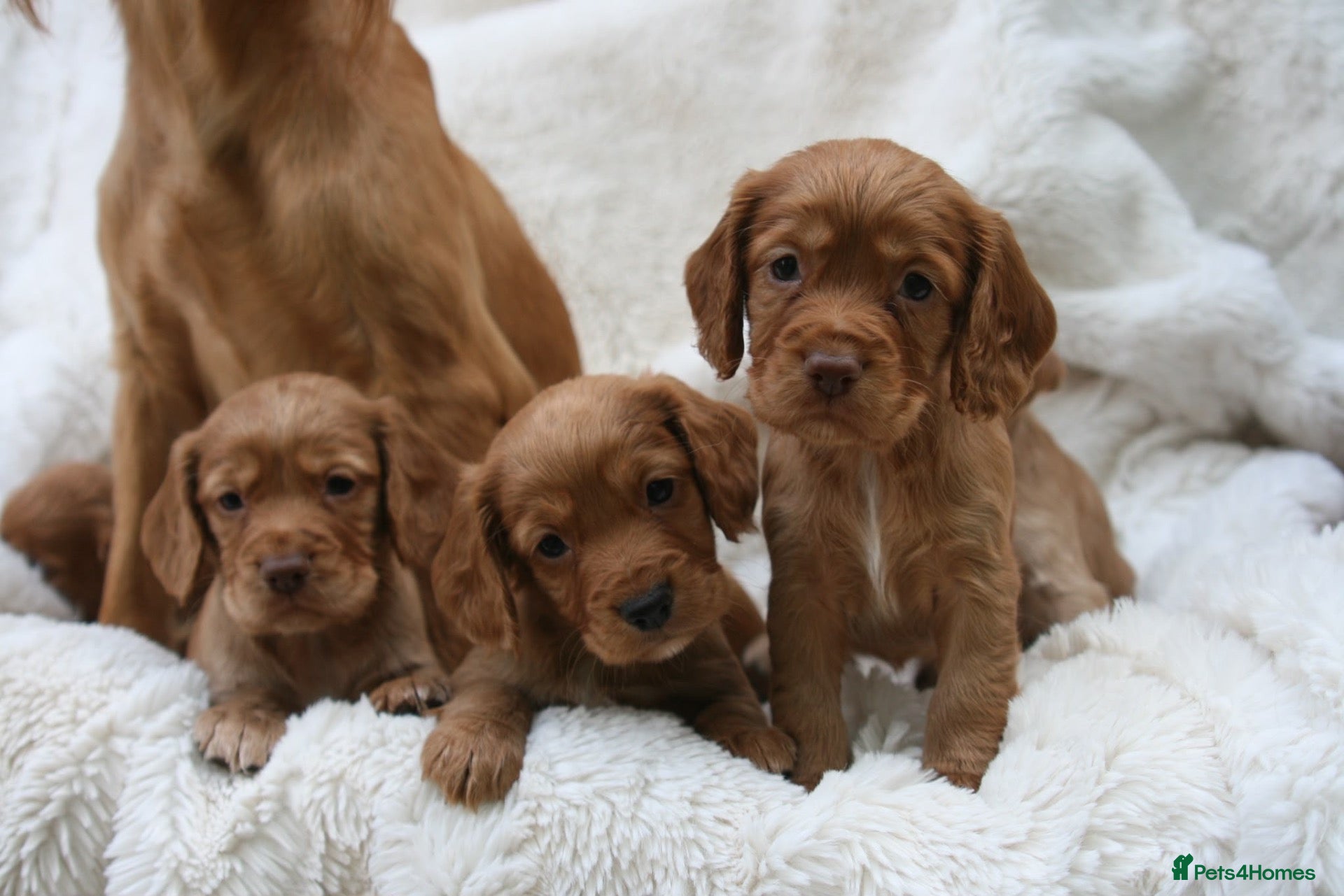 Cocker Spaniel dogs 🌟 EXCEPTIONAL COCKER SPANIEL PUPPIES 🌟 - Advert 1