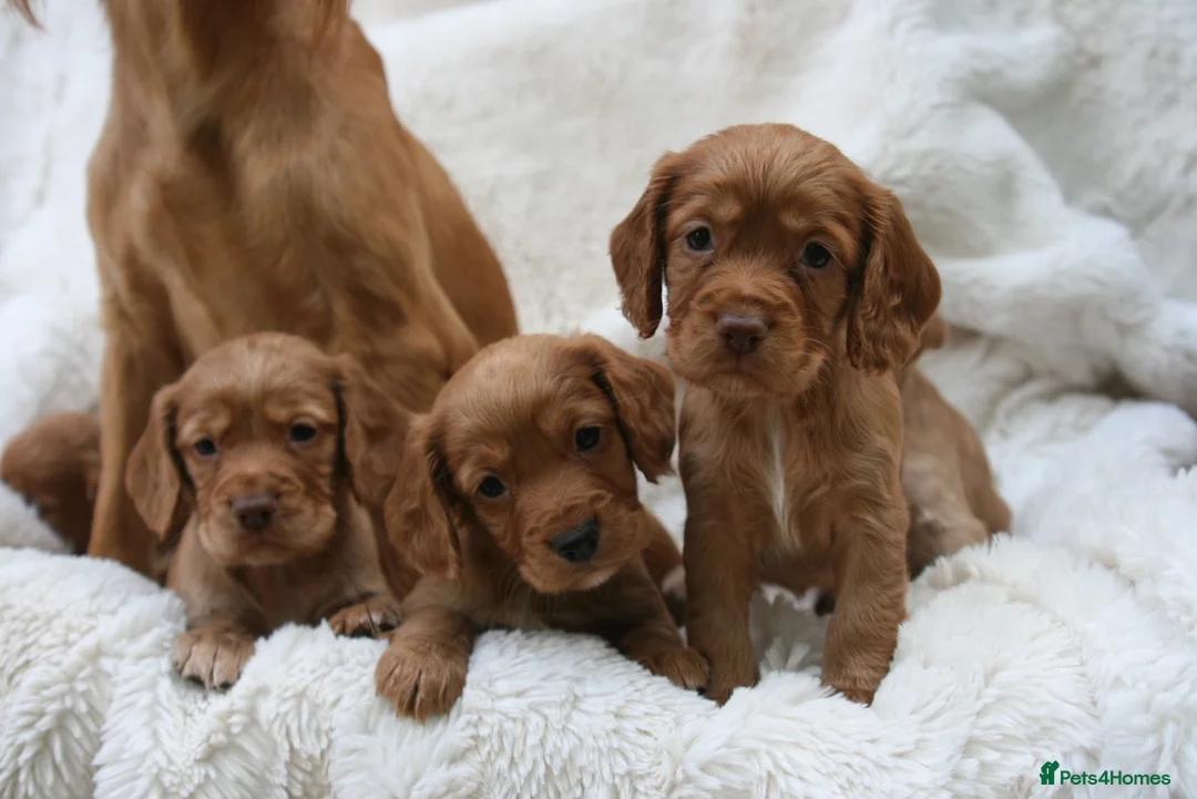 Cocker Spaniel dogs for sale: 🌟 EXCEPTIONAL COCKER SPANIEL PUPPIES 🌟 - Advert 1