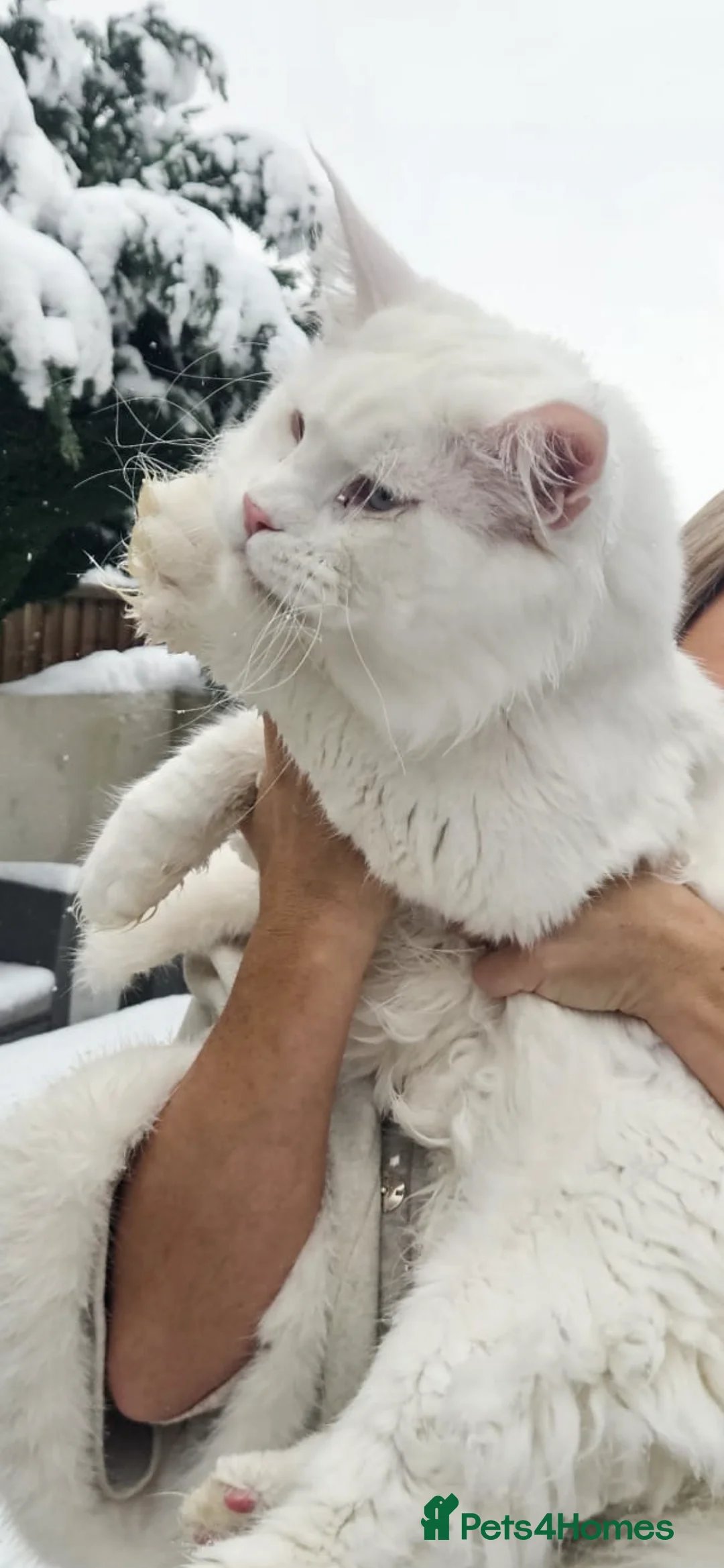 Maine Coon cats for stud: XL STUD AVAILABLE AND KITTENS in Brighouse - Advert 7