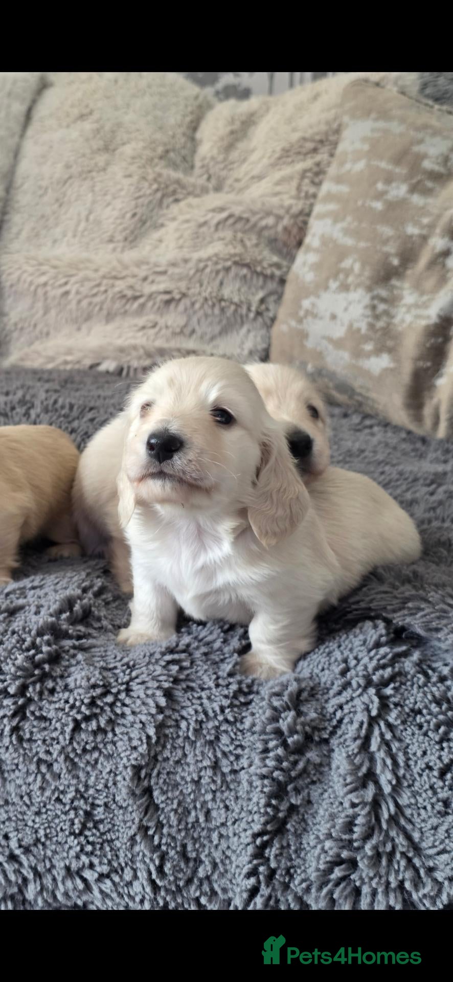 Miniature Dachshund dogs Clear cream miniature long-haired Dachshunds - Advert 2