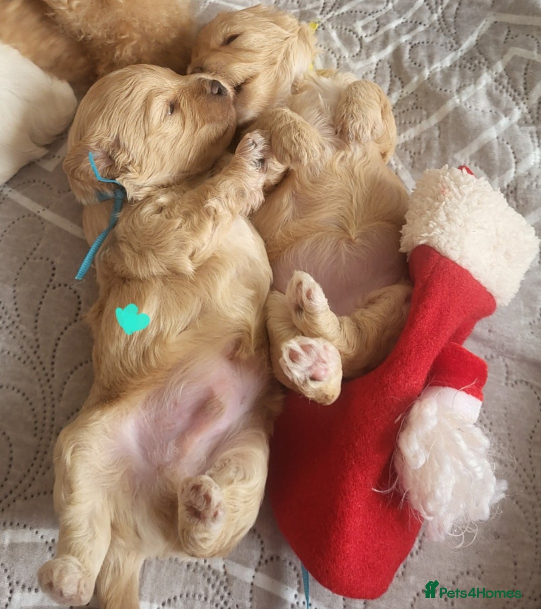 Maltipoo dogs for sale: Toy maltipoo puppies  - Advert 20