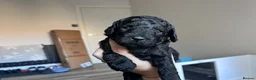 Cockapoo dogs for sale: STUNNING TOY COCKAPOOS  in Withernsea - Advert 21