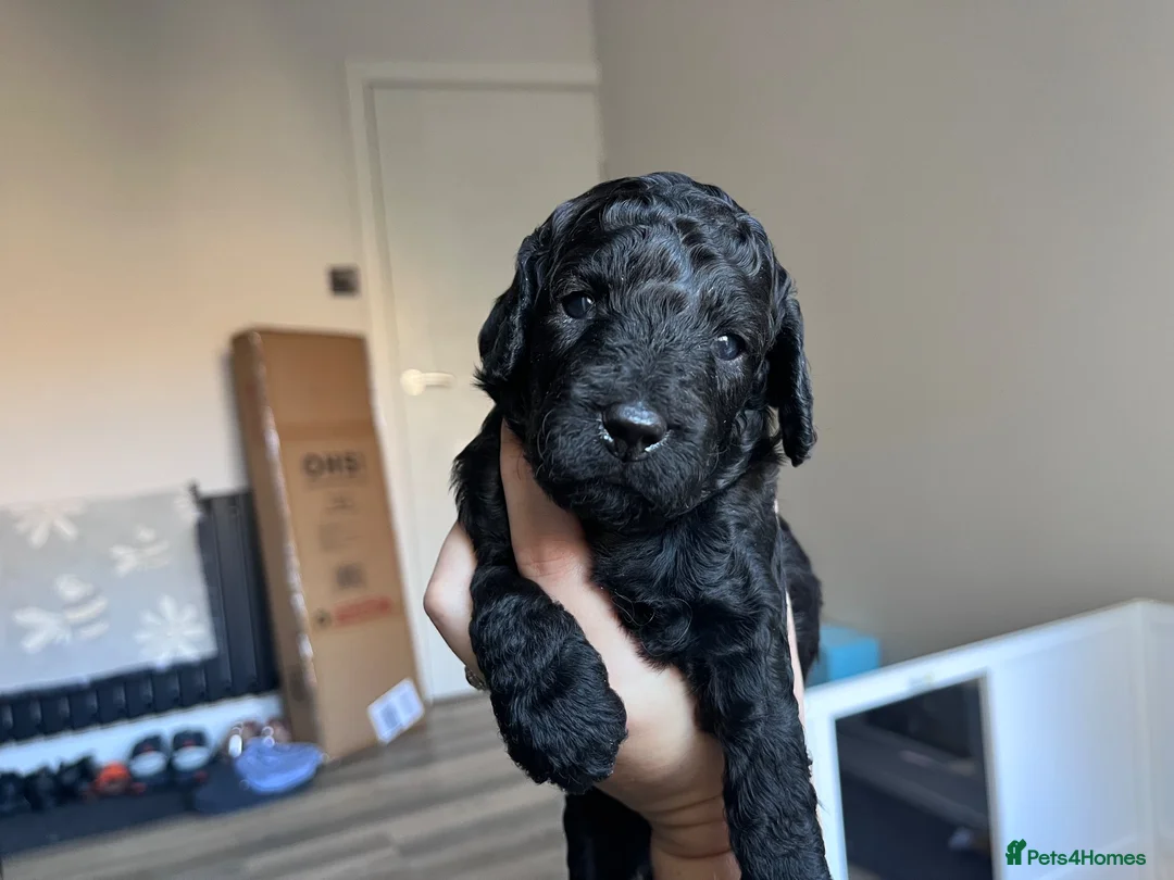 Cockapoo dogs for sale: STUNNING TOY COCKAPOOS  in Withernsea - Advert 21