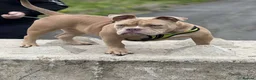 American Bully dogs for sale: Micro bully for rehoming - Advert 7