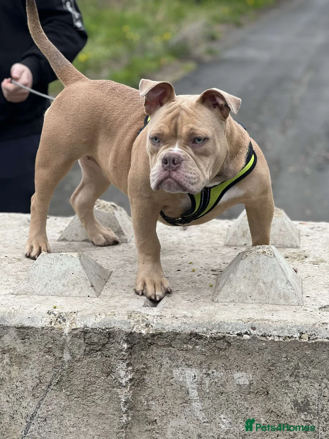 American Bully dogs for sale: Micro bully for rehoming - Advert 7