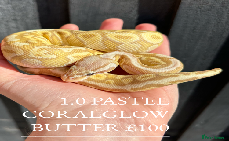 Python Snake reptiles - Advert 10