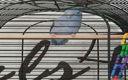 Parrots birds for sale: Parrotlet  - Image 7