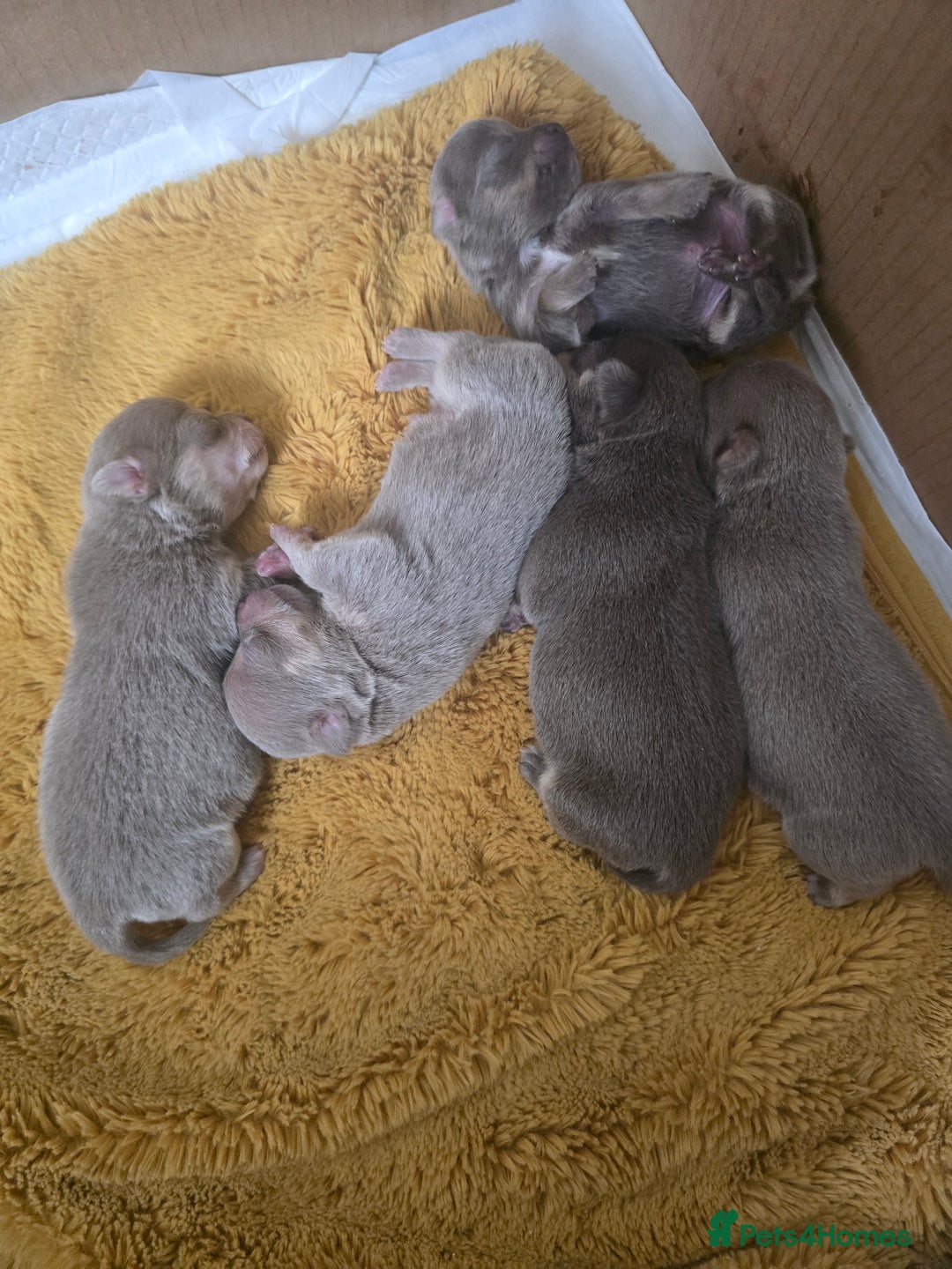 Chihuahua dogs for sale: Lilac chihuahuas - Image 1