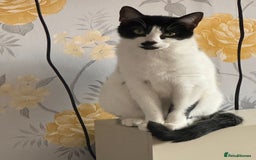 Domestic Shorthair cats for sale: 2 year old domestic shorthair  - Image 5