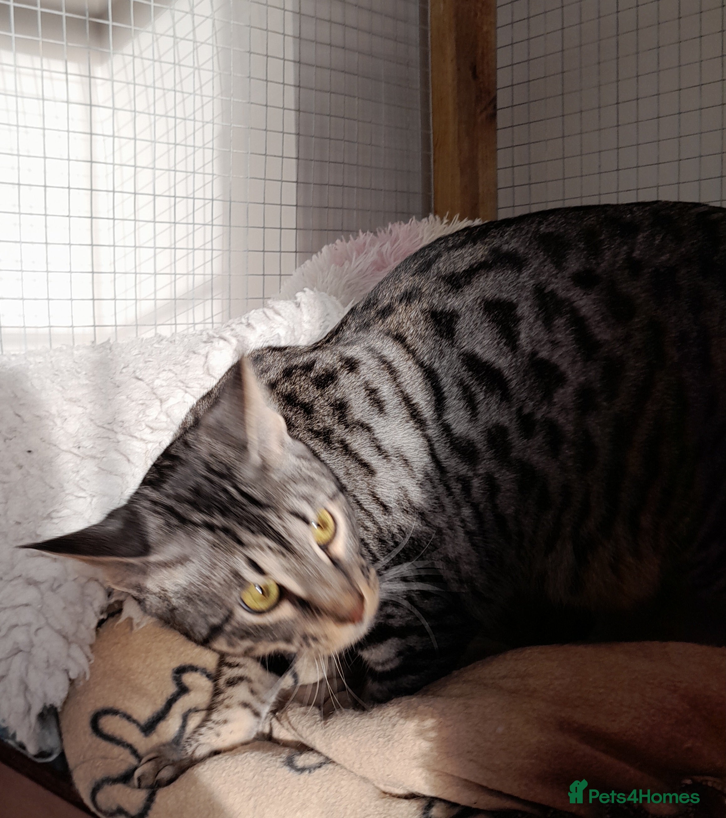 Savannah cats Pedigree F5 TICA Reg Savannah Girl Kitten - Advert 4