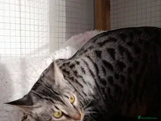 Savannah cats Pedigree F5 TICA Reg Savannah Girl Kitten - Advert 13