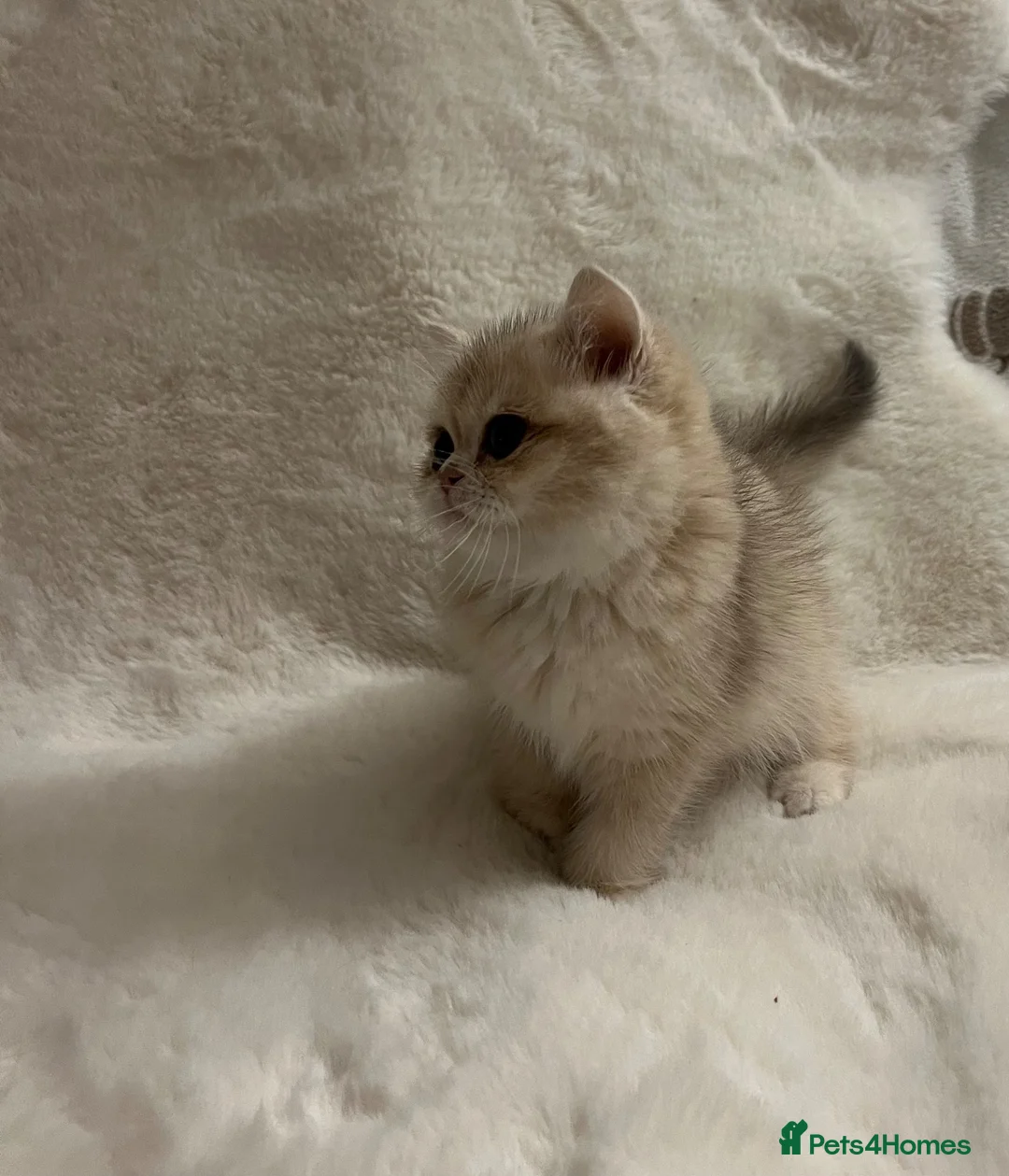 British Shorthair cats for sale: 🩷 Amazing Ay12 Golden British Shorthair Girl 🩷 - Advert 11