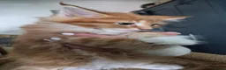 Maine Coon cats for sale: Maine Coon Boy - Advert 4