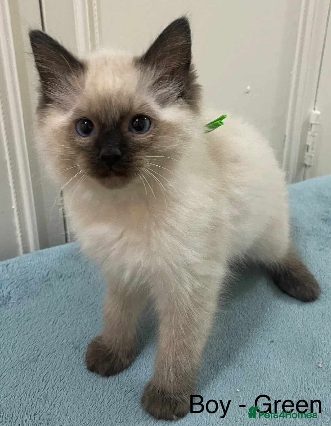 Ragdoll cats for sale: 5 Beautiful full breed Ragdoll Kittens for sale - Advert 2