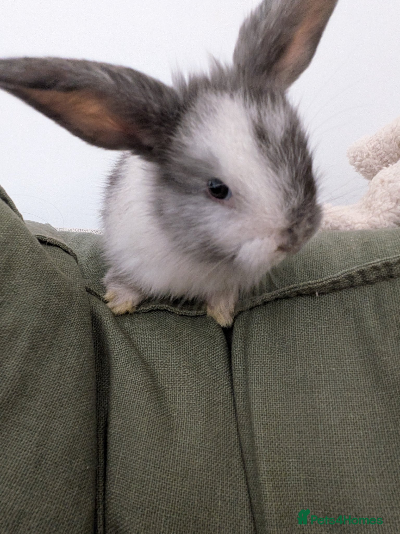 Mixed Breed rabbits 4 gorgeous angora mix buck rabbits - to reserve - Advert 1