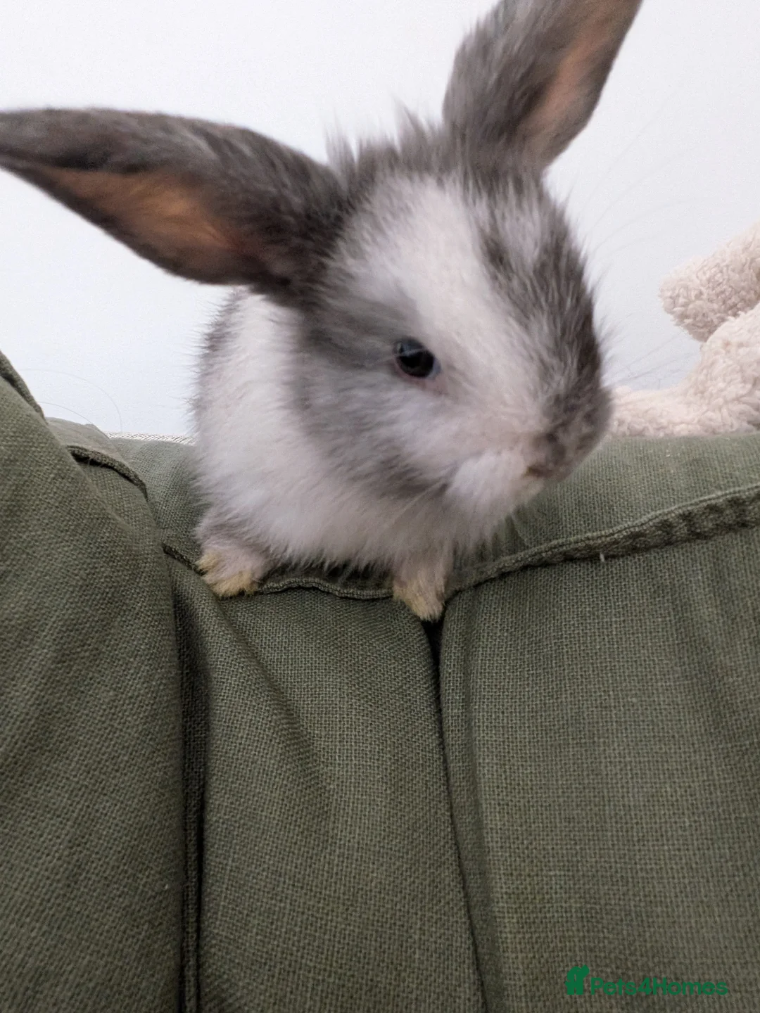 Mixed Breed rabbits for sale: 4 gorgeous angora mix buck rabbits - to reserve - Advert 1