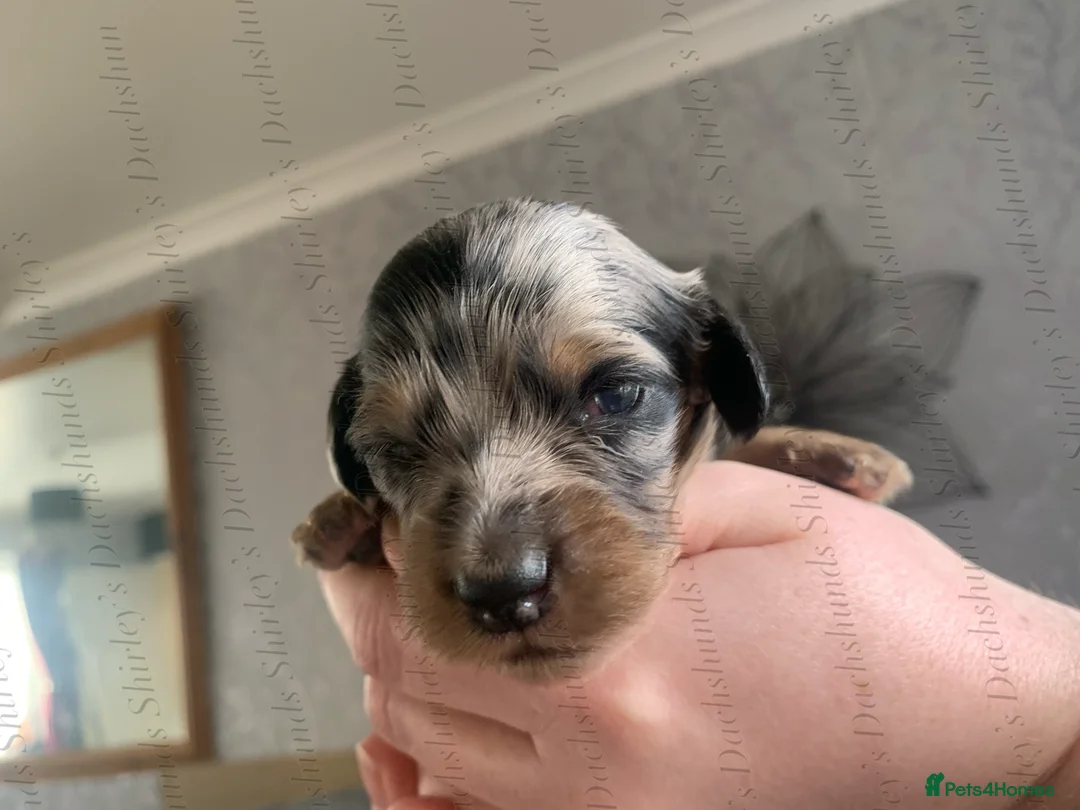 Miniature Dachshund dogs for sale: Longhaired Miniature Dachshunds KC Registered  - Advert 13