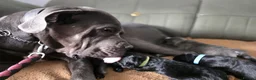 Cane Corso dogs for sale: 4 Stunning Cane Corso Big Boys!!! - Advert 8