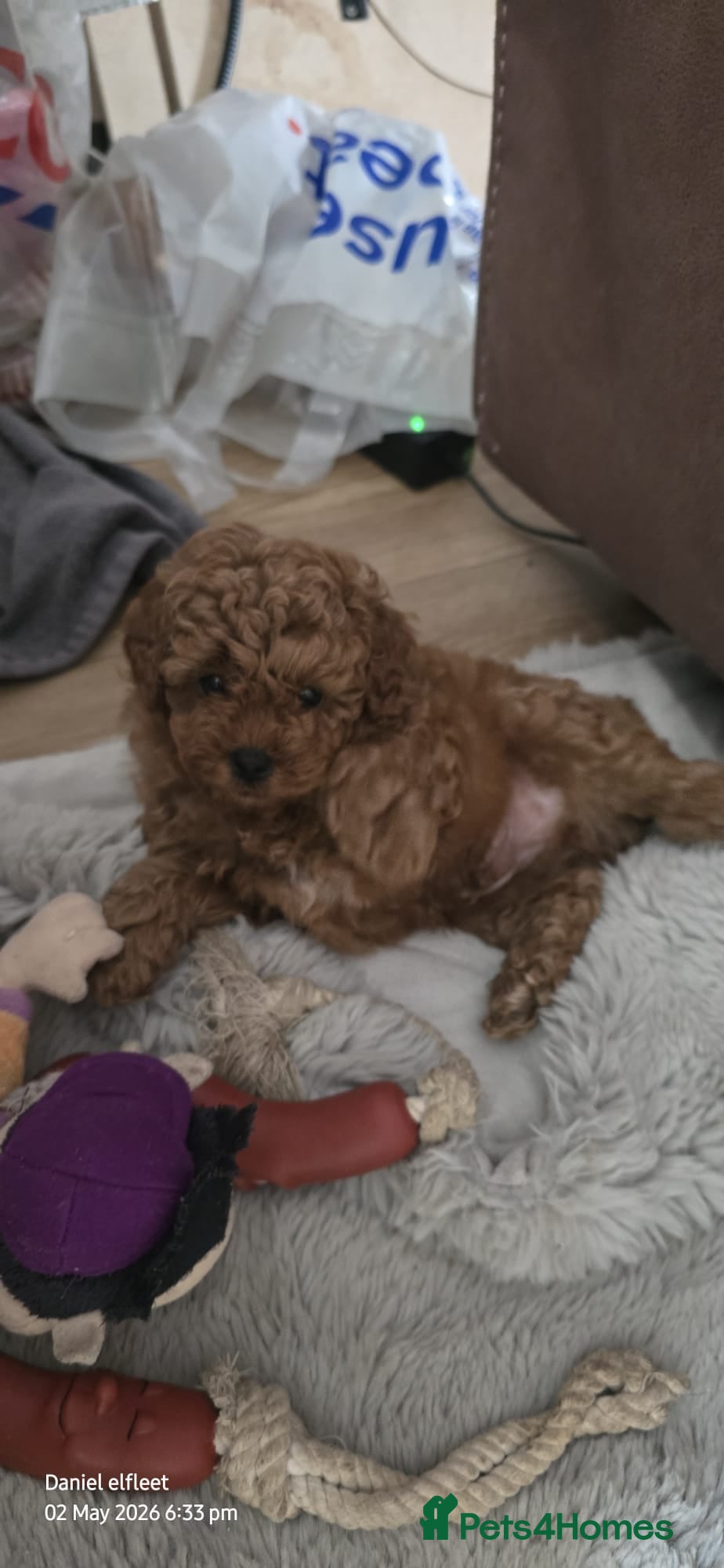 Poochon dogs Asian red toy.poochon - Advert 2