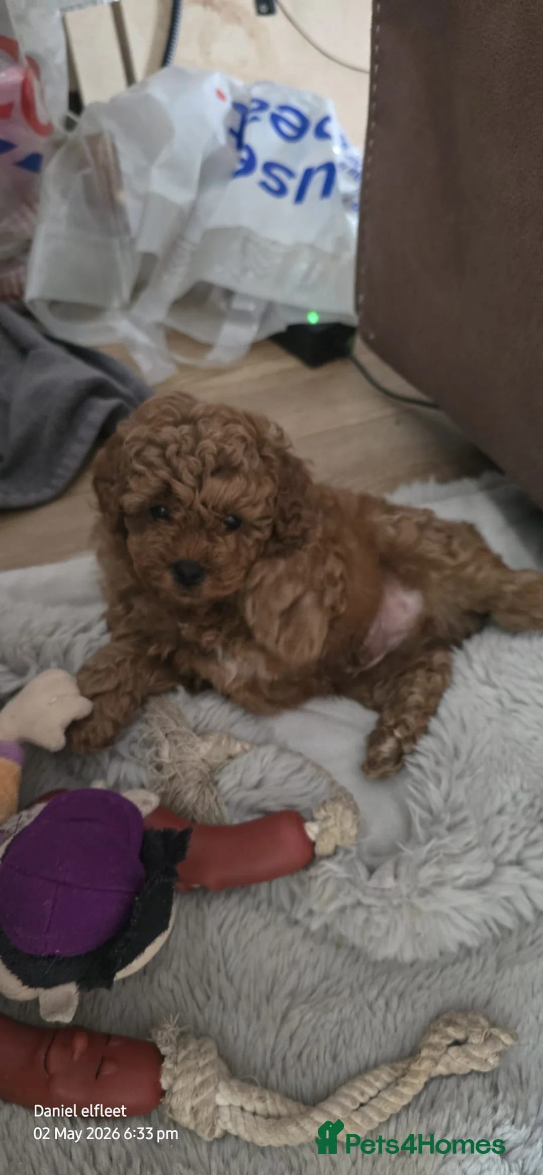 Poochon dogs for sale: Asian red toy.poochon - Advert 1