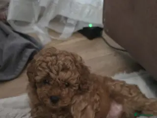 Poochon dogs Asian red toy.poochon - Advert 2