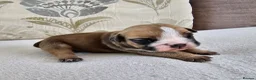 English Bulldog dogs for sale: British bulldog pups in Ammanford - Advert 22