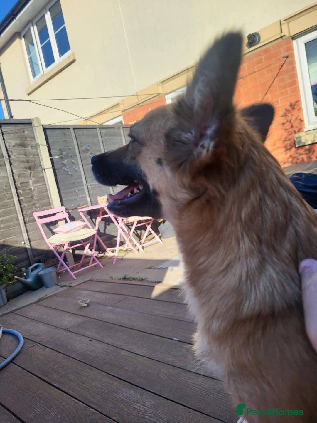 Mixed Breed dogs for adoption: Meet Foxi, currently residing in Northampton  - Image 4