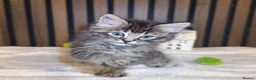 Ragdoll cats for sale: "Stunning Ragdoll Kittens | Tabby | Ready Now - Advert 3