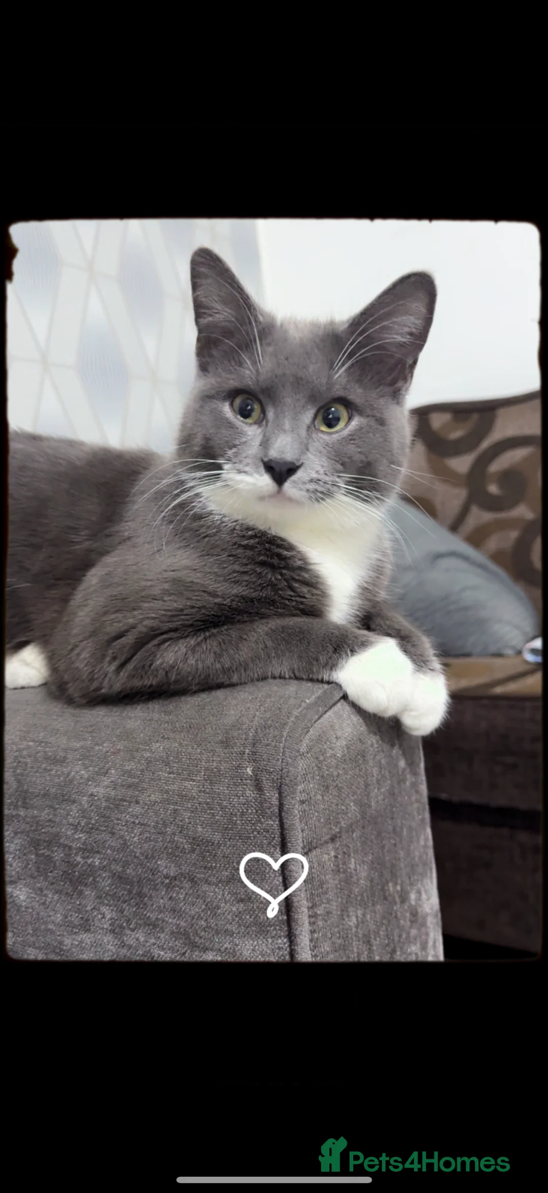 Russian Blue cats for sale: Beautiful grey boy  in Birmingham - Advert 2