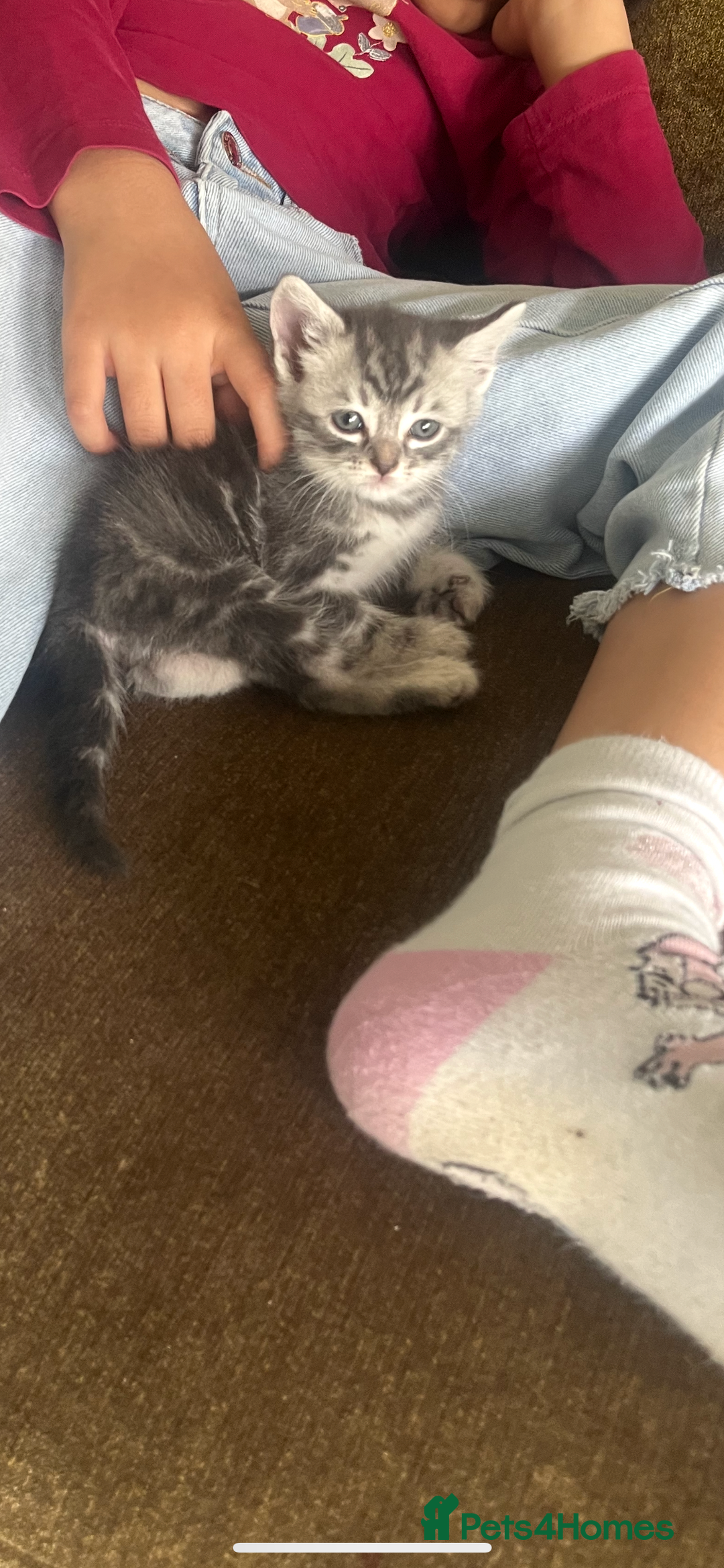 Mixed Breed cats for sale: British longhair cross kittens  - Image 11