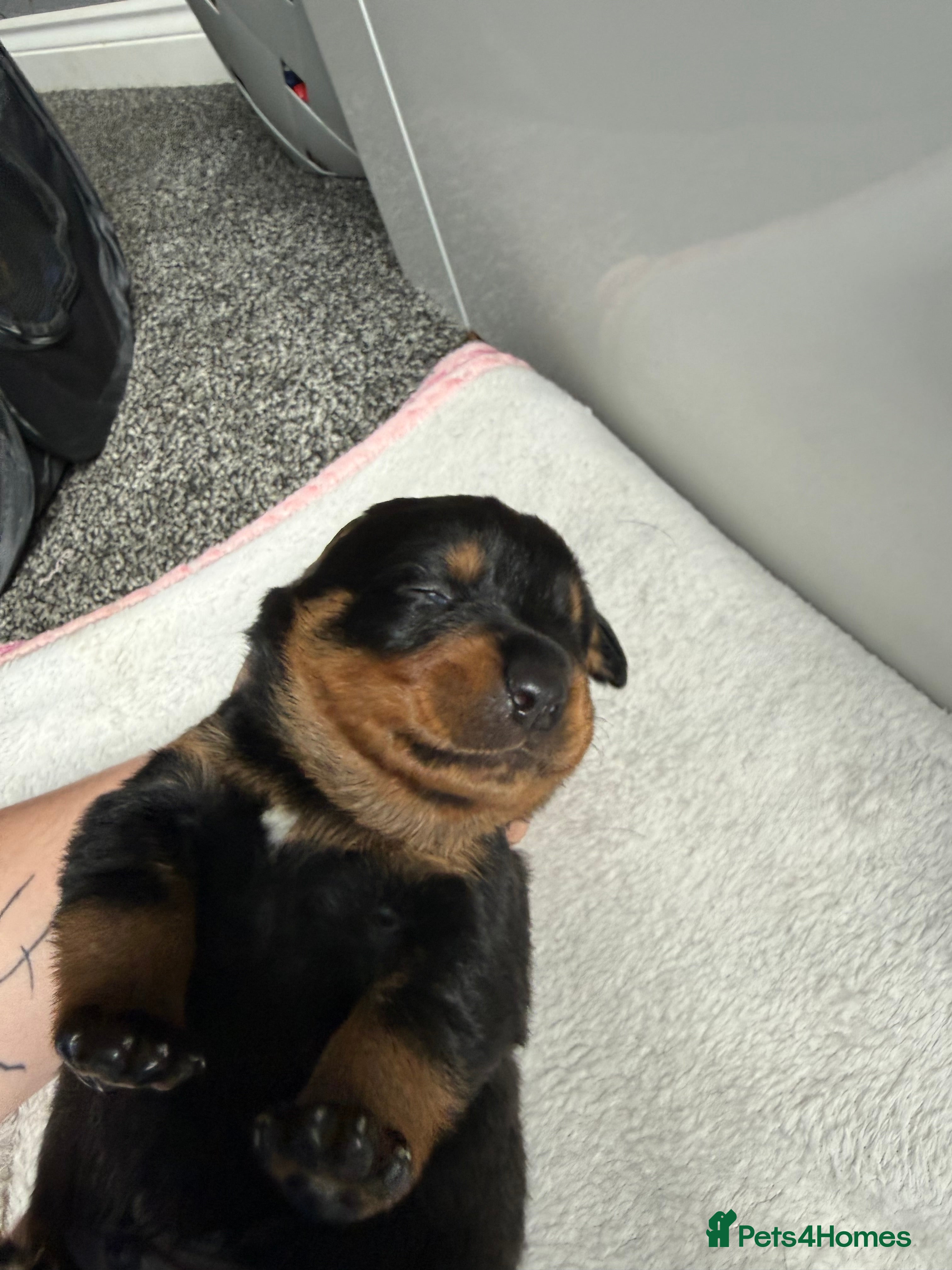 Rottweiler dogs for sale: 4 Beautiful Male Rottweiler Puppies  - Advert 4